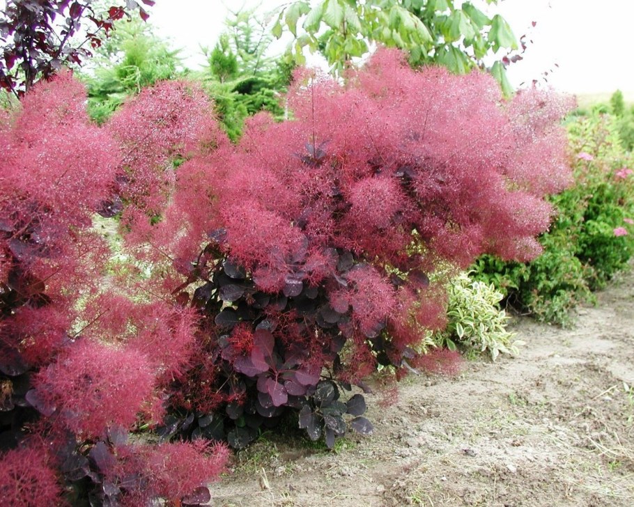 Интернет магазин цветов процветок