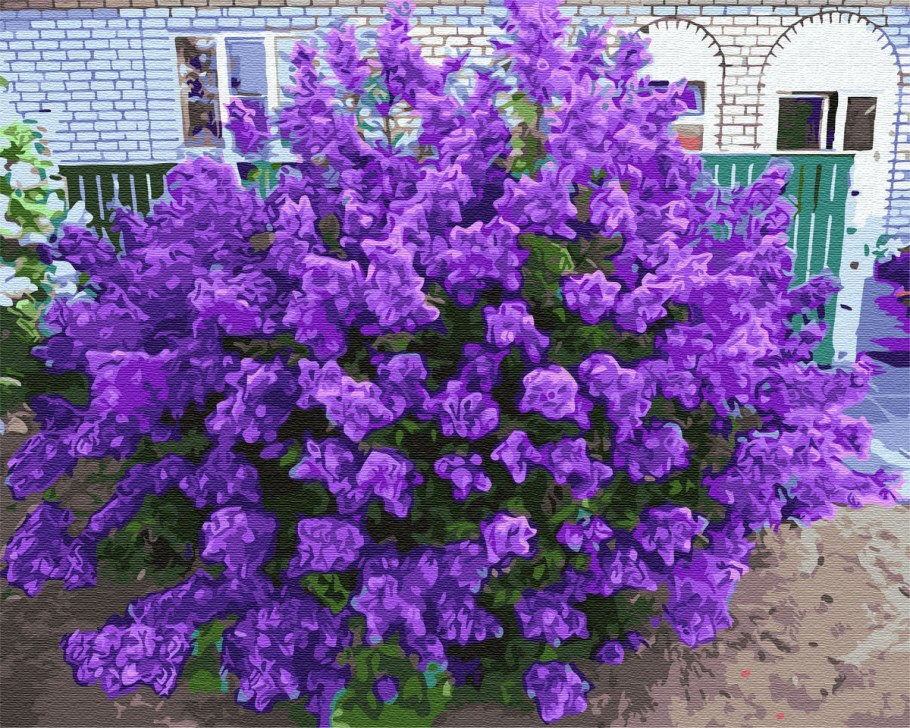 Саженец муссенда