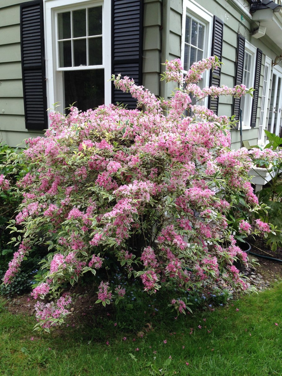 Спирея форзиция