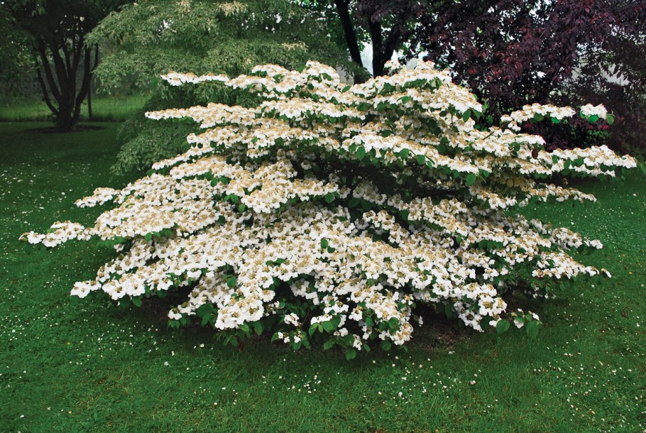 Карликовая Персидская сирень