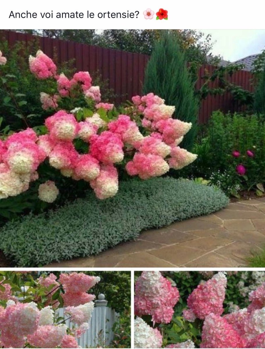 Рододендрон 'praecox'