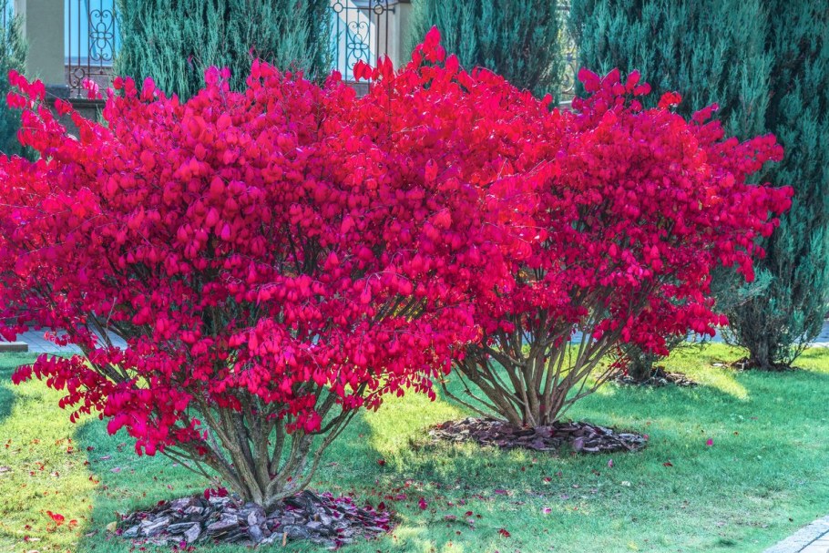 Вейгела ранняя Вариегата