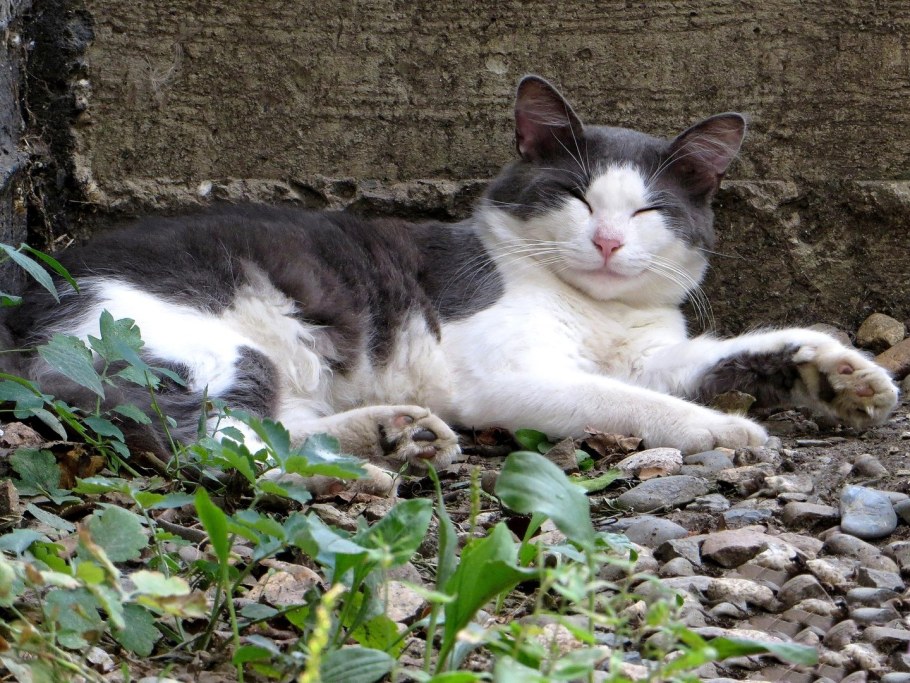 Котенок на даче