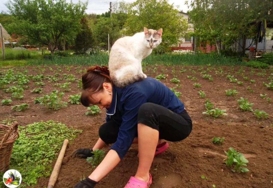 Коты на даче