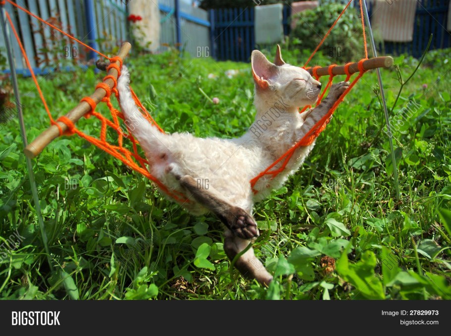 Смешные кошки на даче