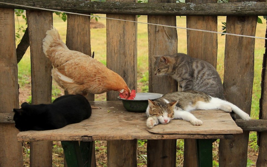 Деревенская кошка