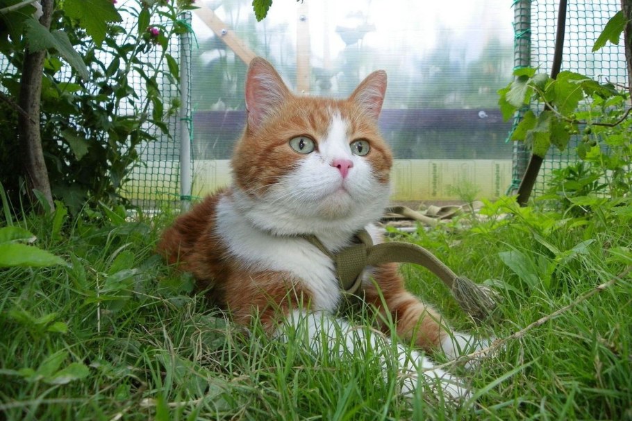 Рыже белый кот