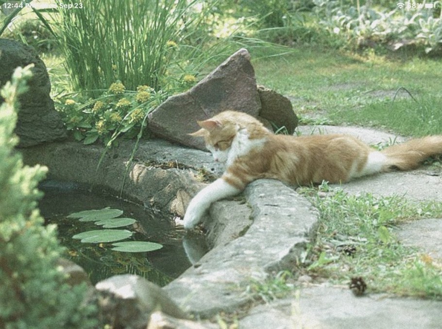 Котики на грядке