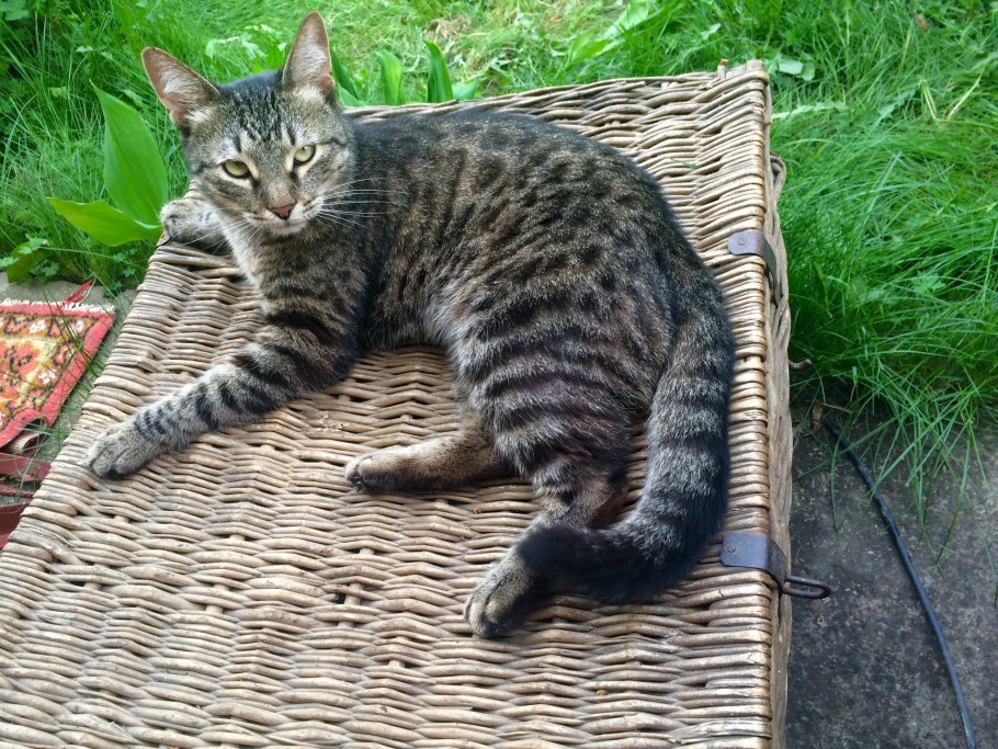 Котэ на даче