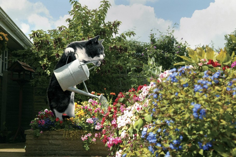 Питомцы на даче