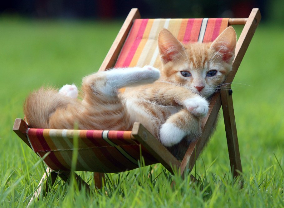 Котенок на даче