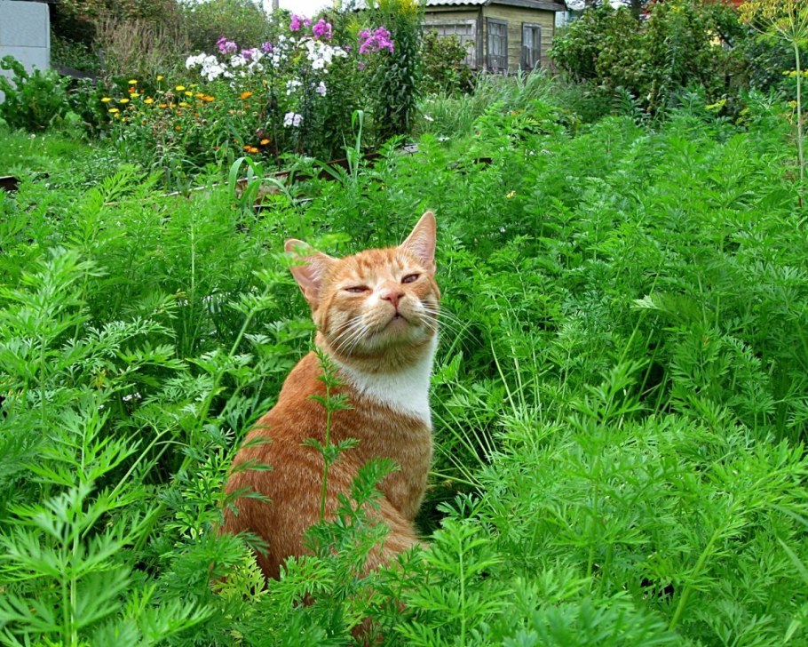 Животные на даче