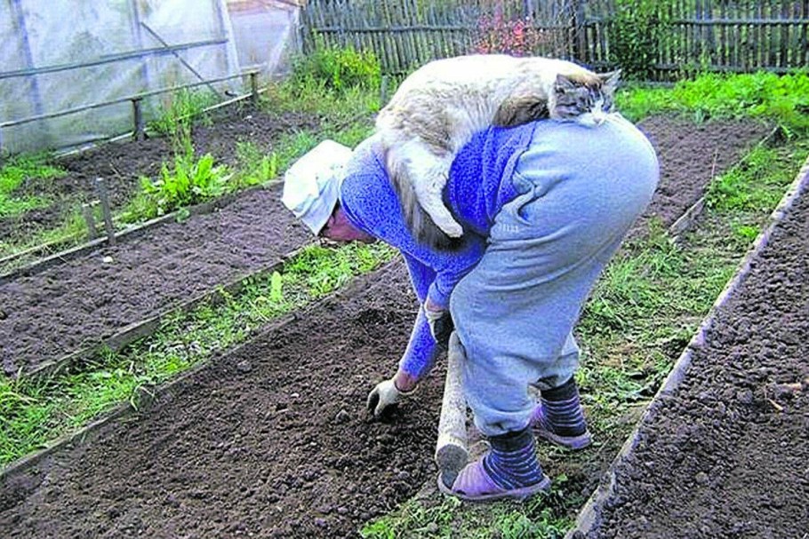 Кошка в огороде