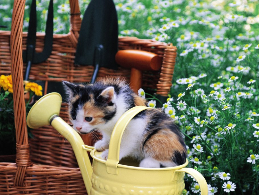 Рыже белый кот толстый