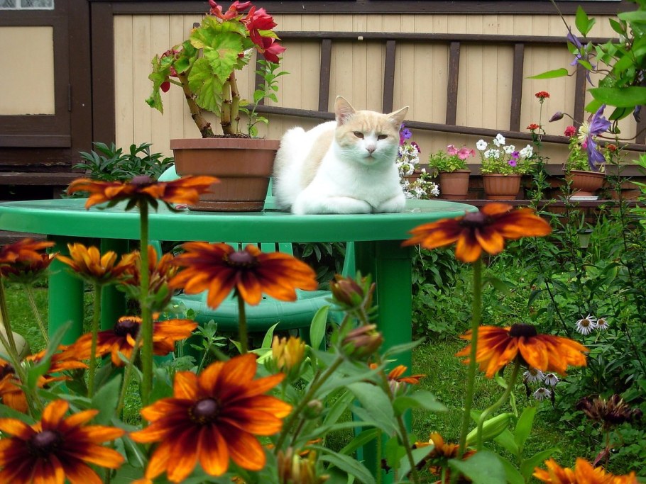 Коты брошенные на дачах