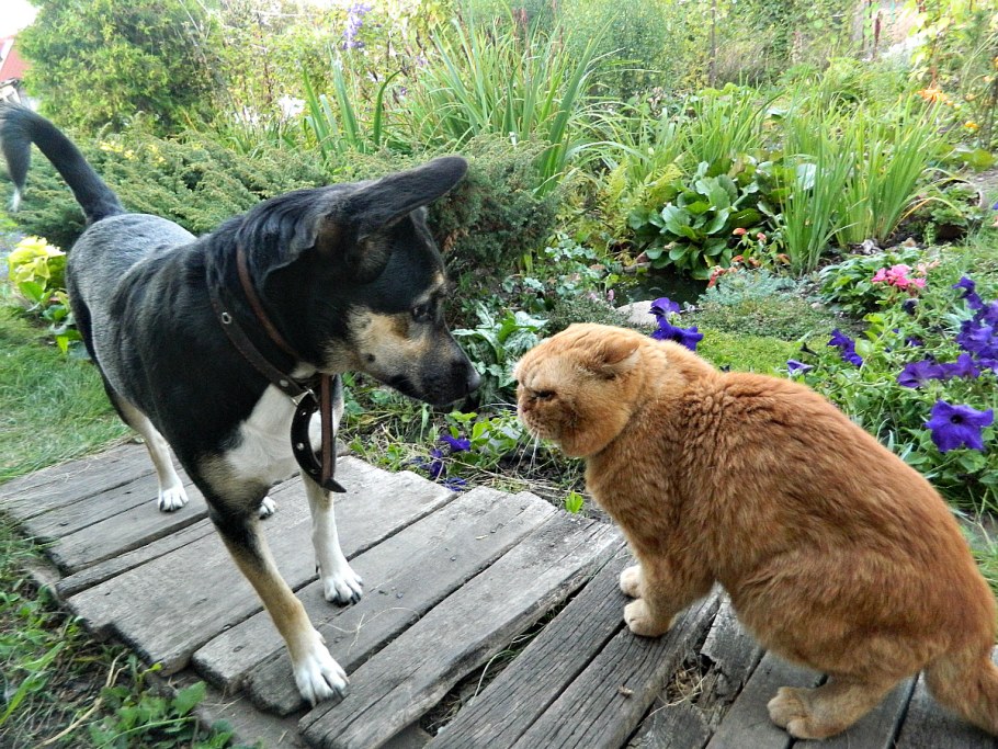 Приколы коты на огороде