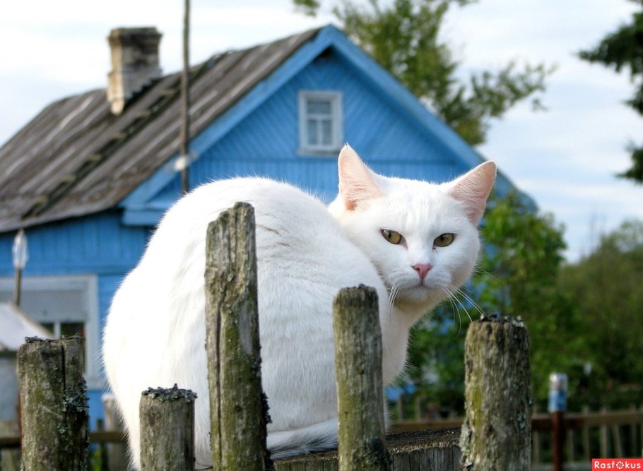 Кот на даче