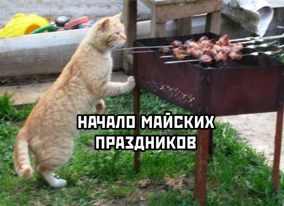 Коты на шашлыках
