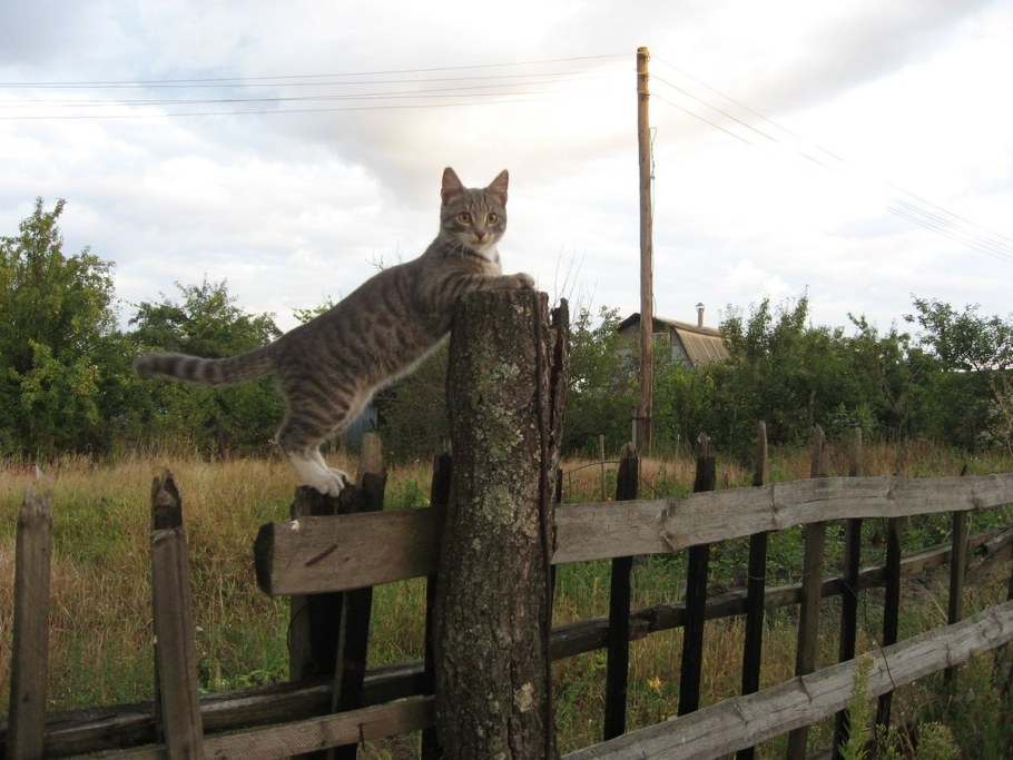 Домашний кот на даче летом