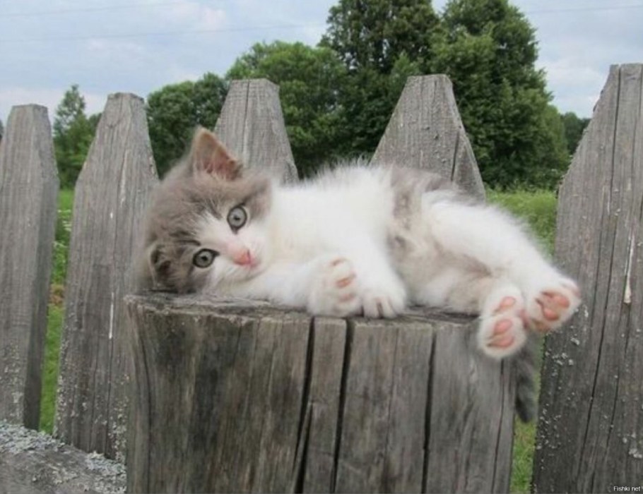 Смешные животные на даче