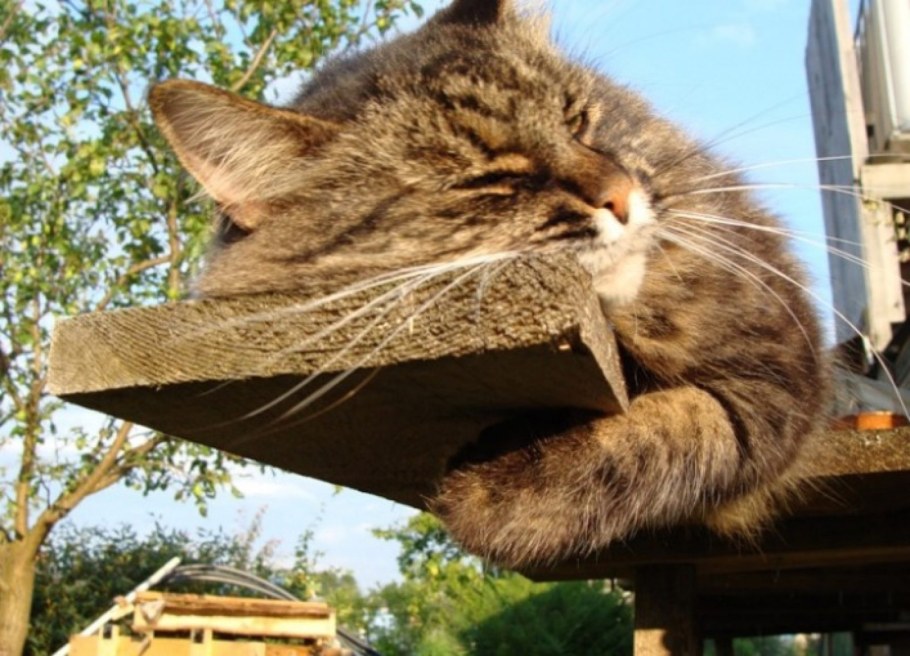 Кот на даче