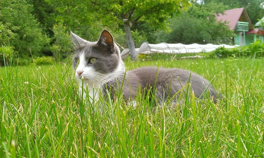 Кошка ландшафт