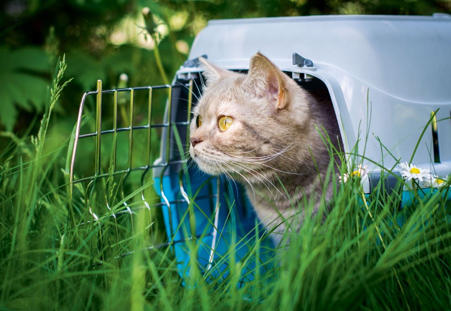 Котенок на даче