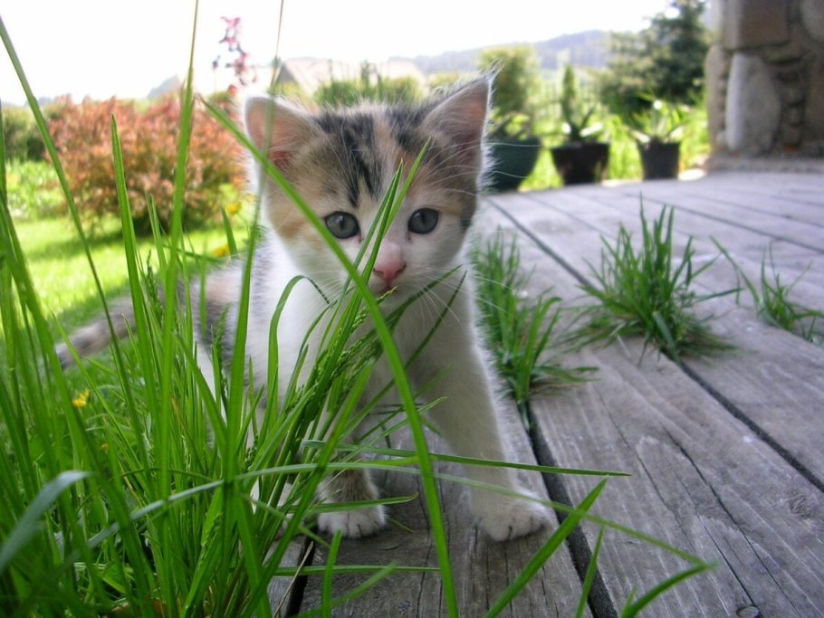 Кошка на даче