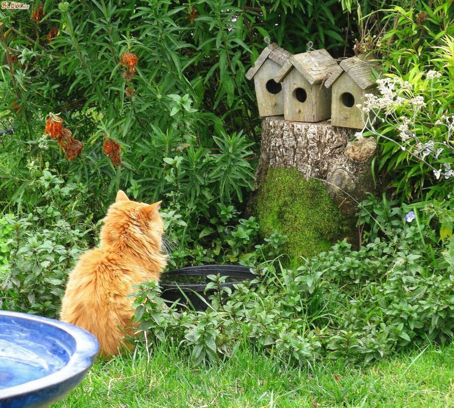 Прикольные коты для дачи