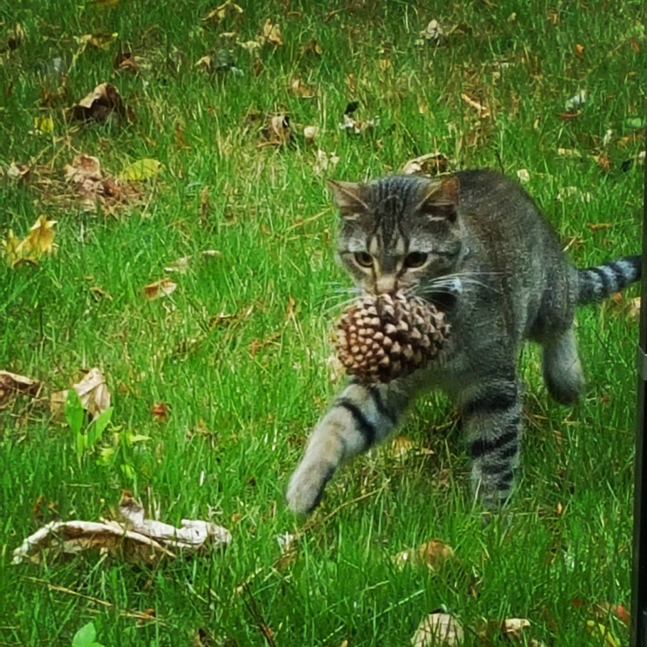 Анекдоты про огород