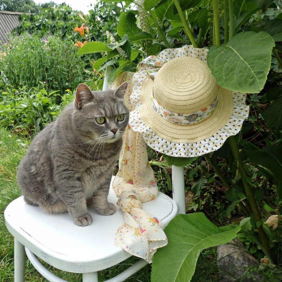 Кошки на даче летом