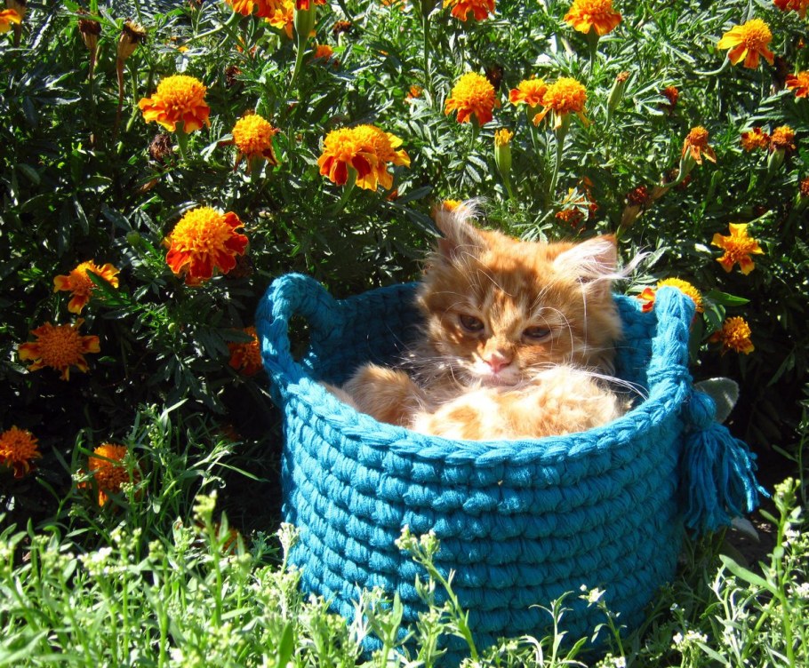 Рыжий кот на даче