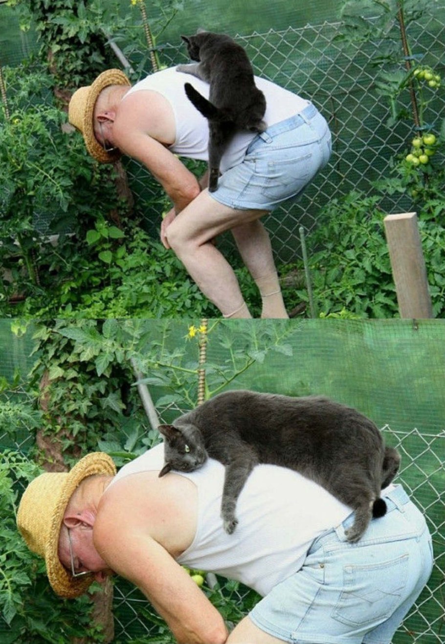 Котенок на даче