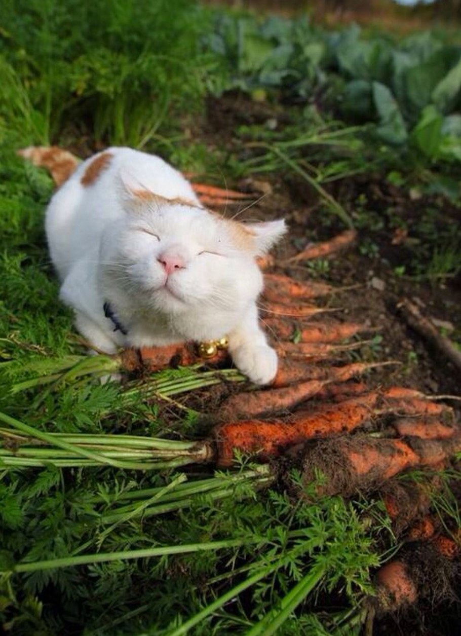 Кот на даче