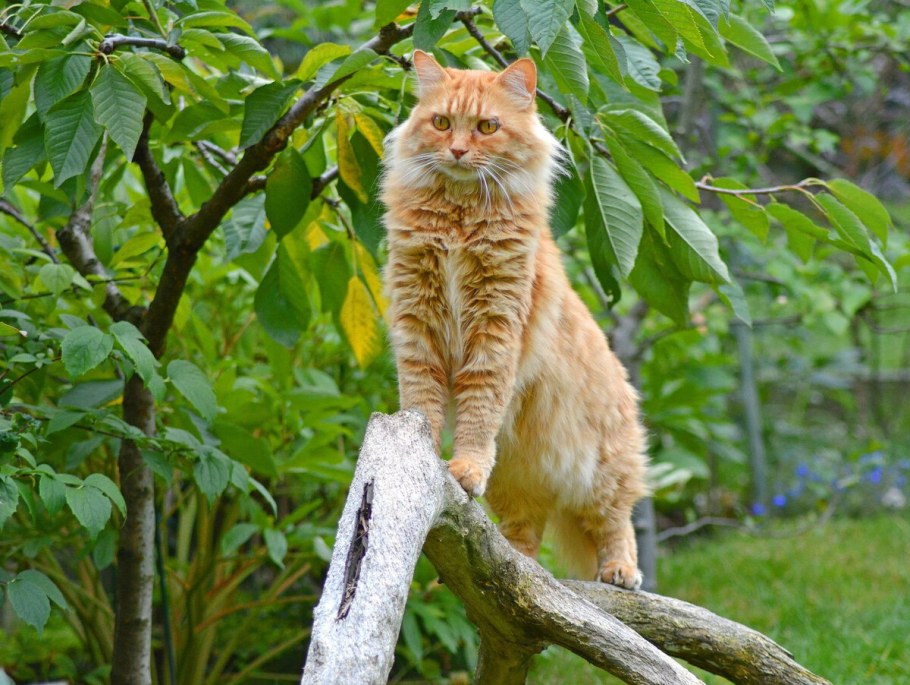 Рыжий дачный кот