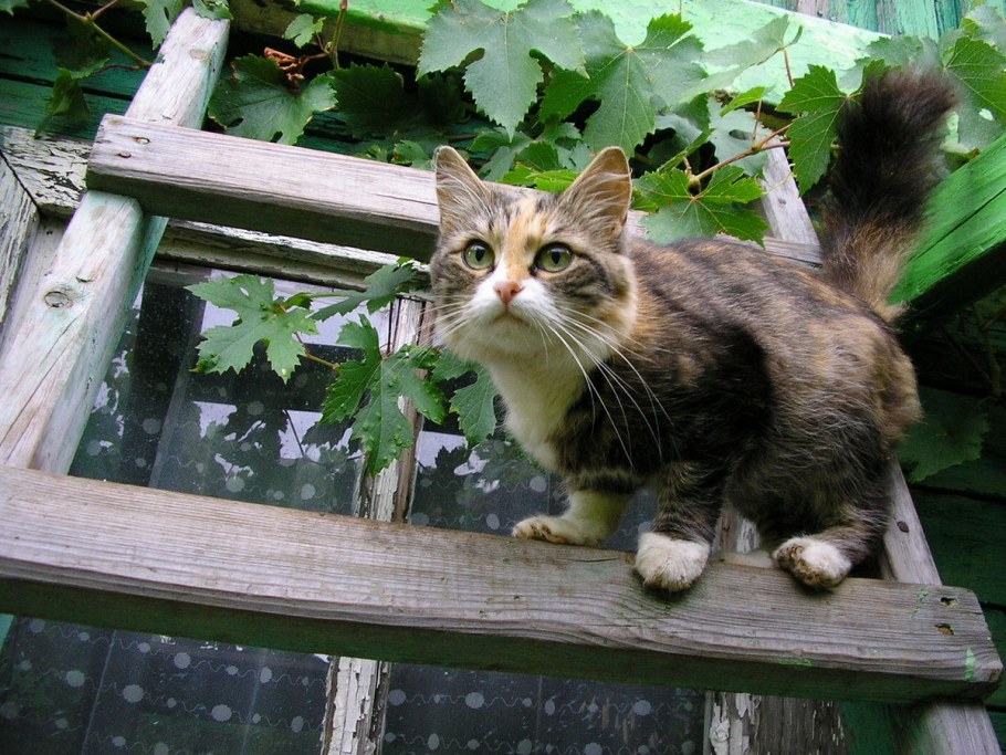 Кот на даче