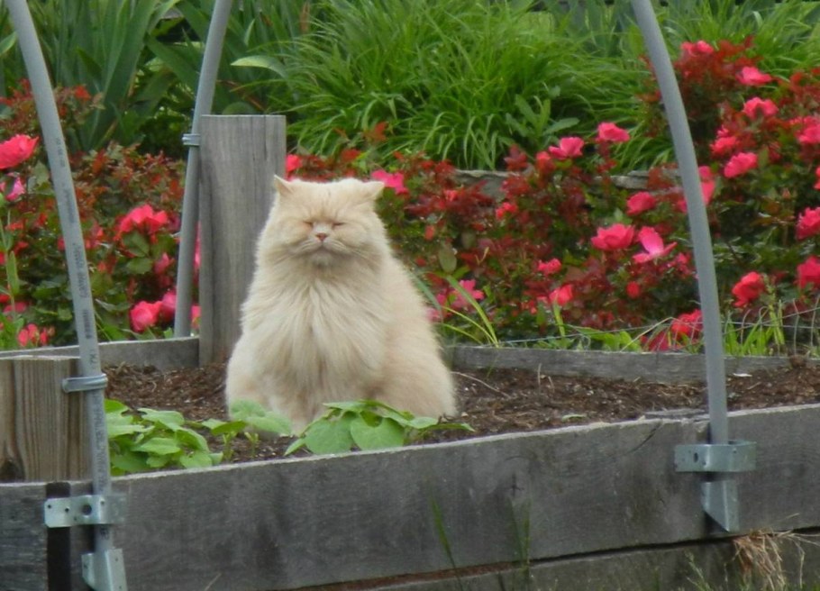 Котята Деревенские