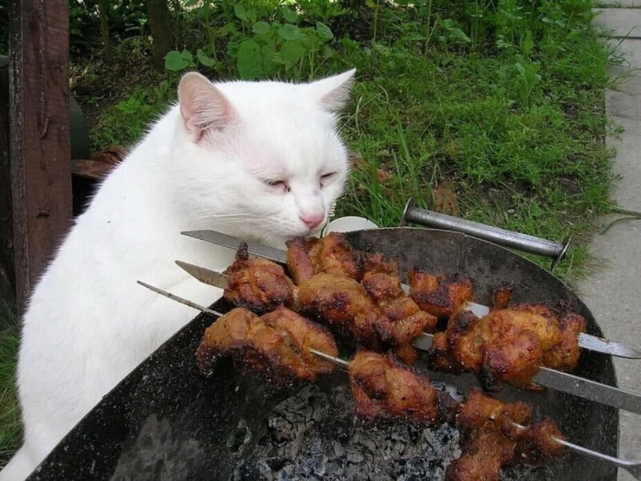 Кот на даче летом