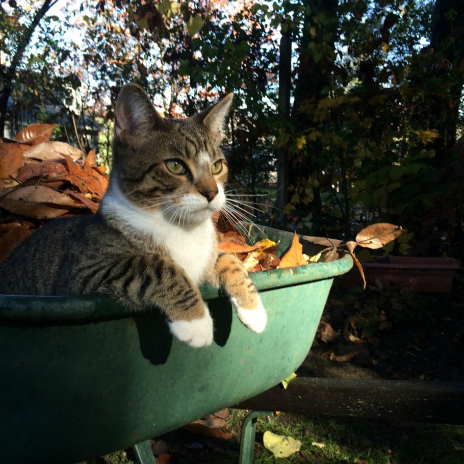 Смешные дачные коты