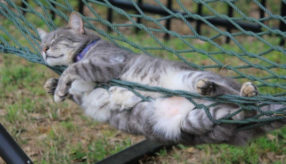 Кошка на даче