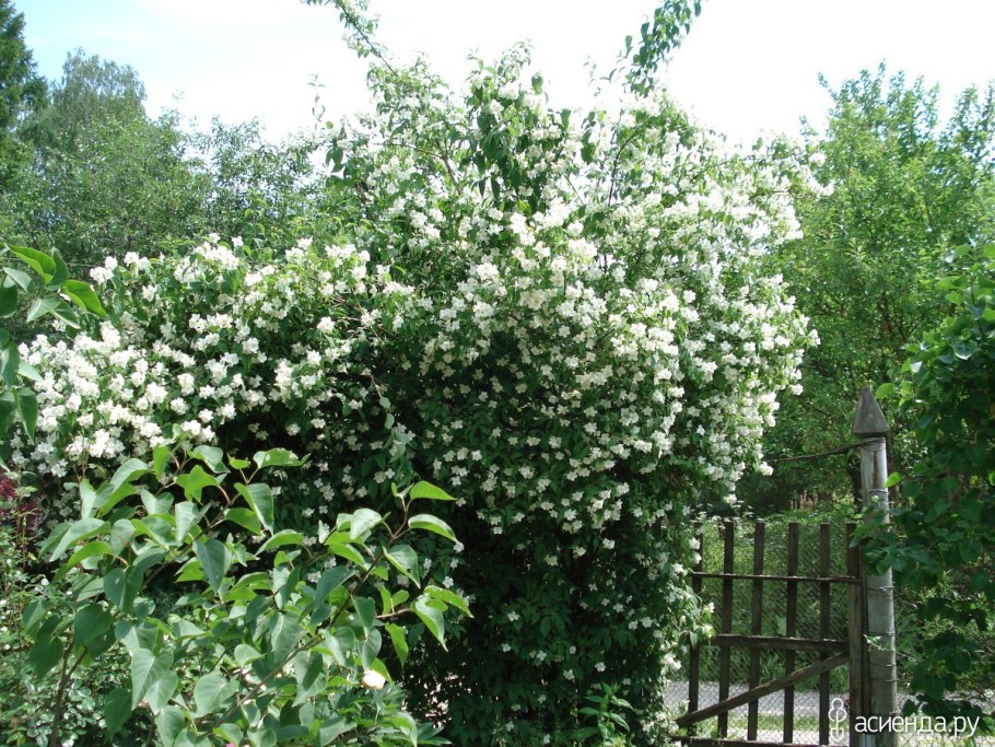 Чубушник Живая изгородь