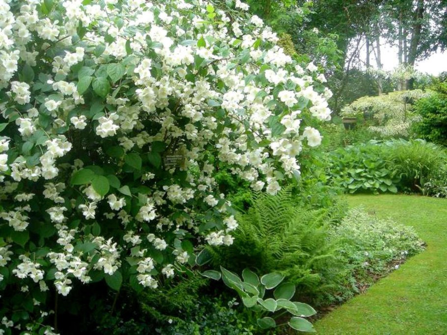 Чубушник (Жасмин) вьющийся