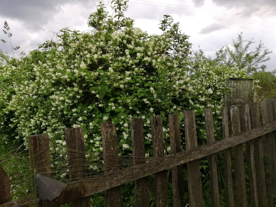 Спирея серая Вангутта