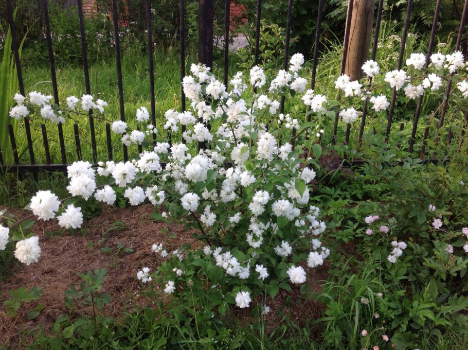 Чубушник Альбатре