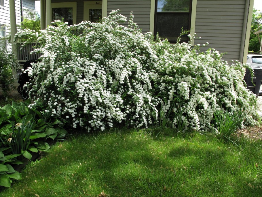 Чубушник Шренка