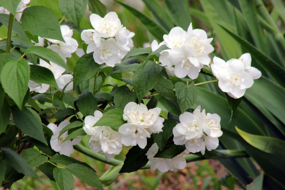 Гортензия спирея чубушник