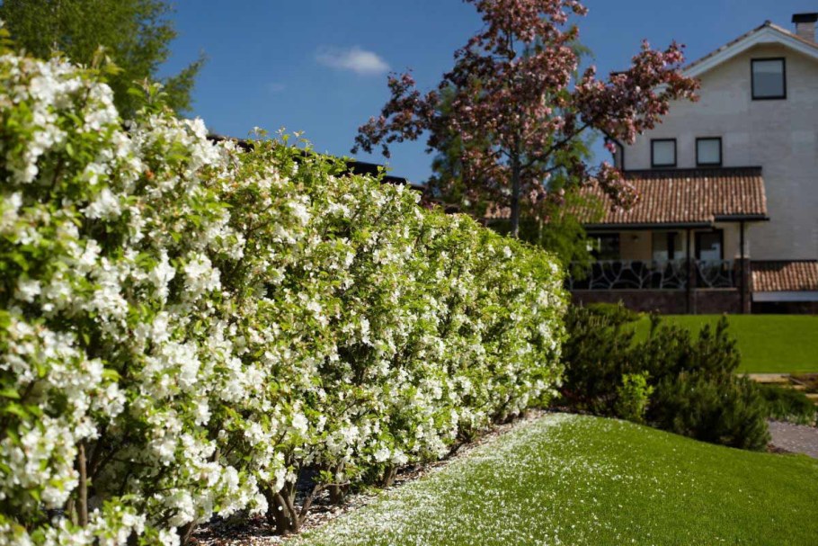 Гортензия Лаймлайт Живая изгородь