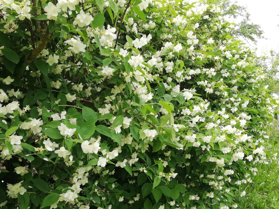 Чубушник венечный