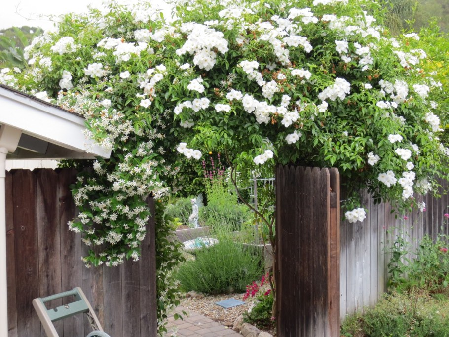 Чубушник Лемуана