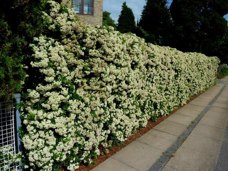 Чубушник и гортензия